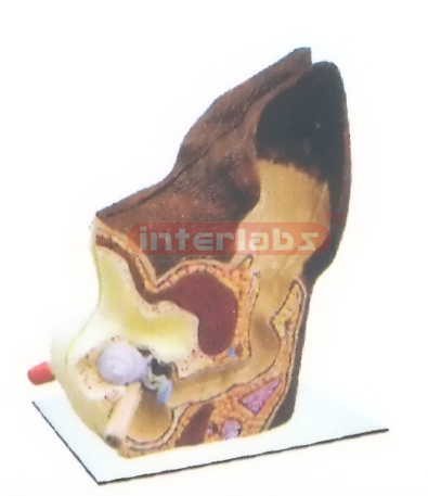 CANINE LEFT ANATOMICAL EAR MODEL